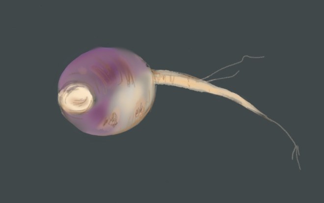 turnip